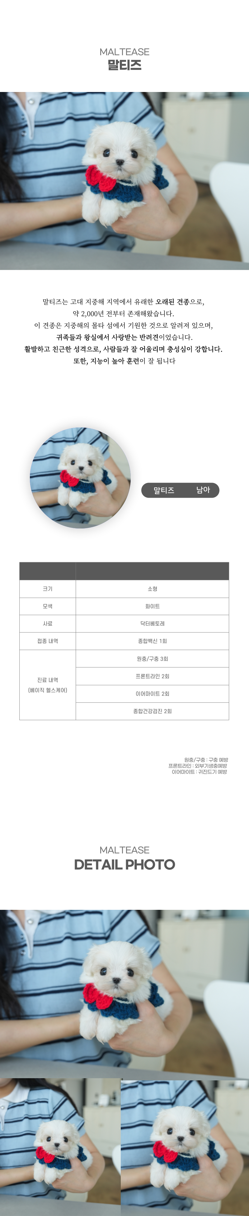 말티즈_상세이미지_2